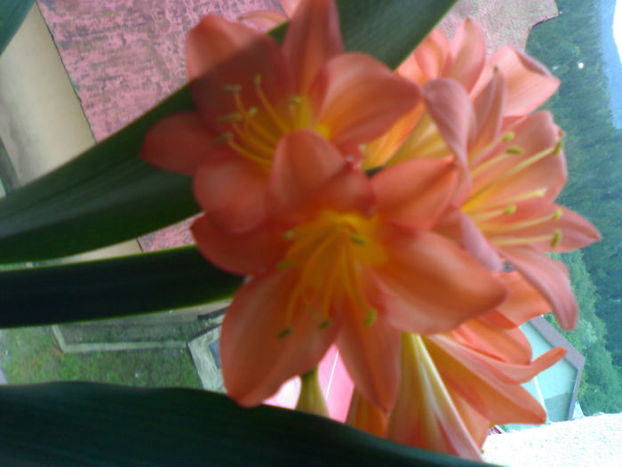 08012006041