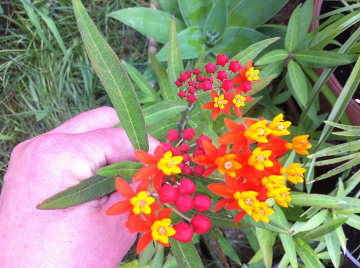 Asclepias