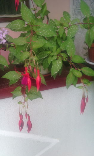 IMG_20140719_143620 - Florile mele