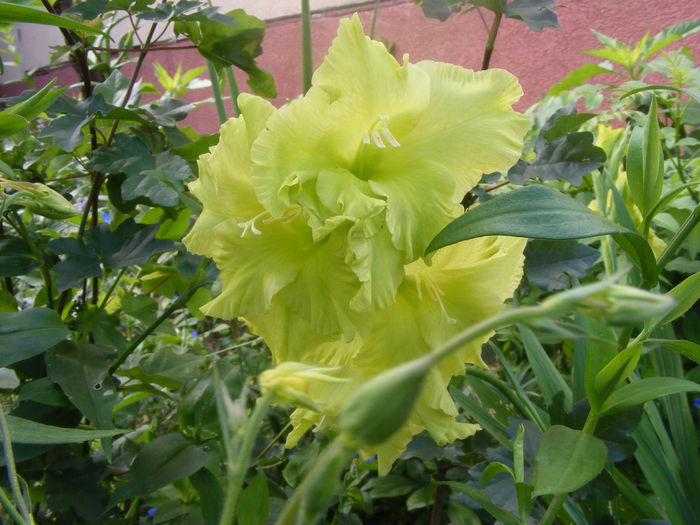 Gladiole - Flori verzi din gradina mea