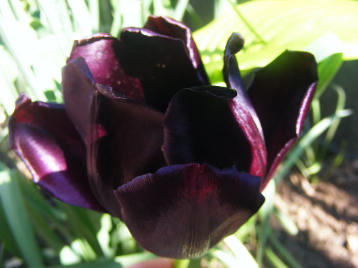 Lalele - Flori negre din gradina mea