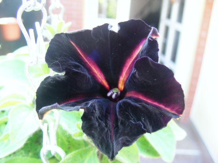 Petunii - Flori negre din gradina mea
