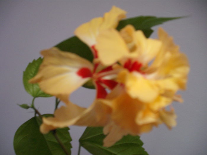 DSCF1341