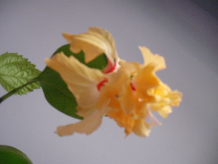DSCF1342