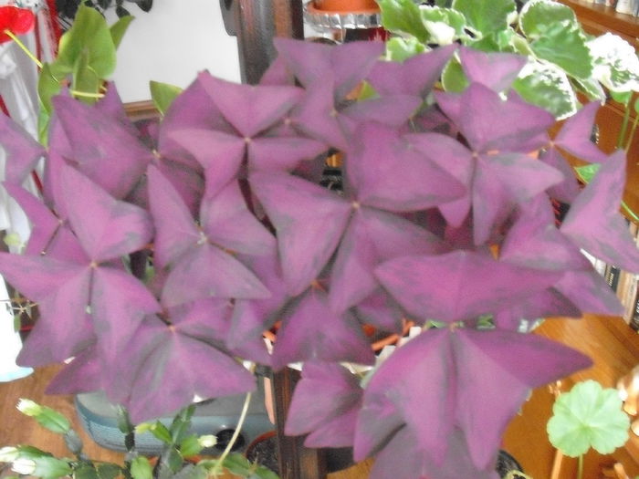 E o frumusete! - OXALIS TRIANGULARIS