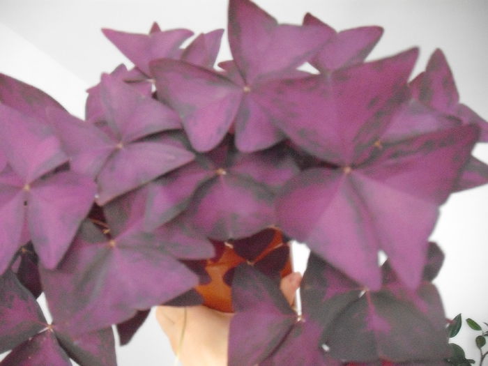 DSCF1355 - OXALIS TRIANGULARIS