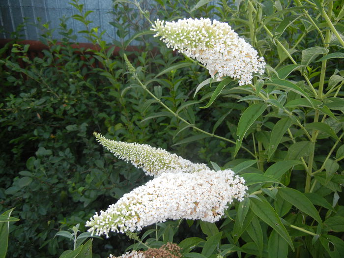 Buddleja davidii White (2014, Jul.08) - Buddleja White