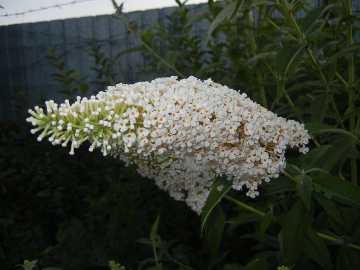 Buddleja davidii White (2014, Jul.08)