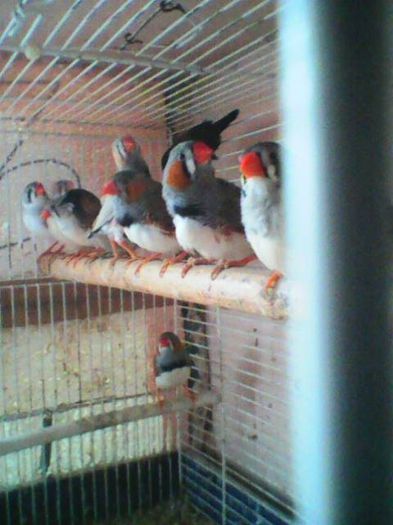 10501883_264780600382386_2981952416059842126_n