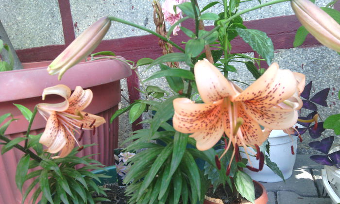 crinulHenry - crini de gradina