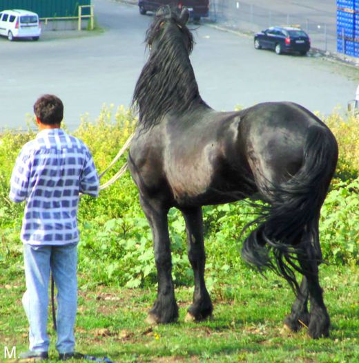 10401977_803790046332083_1085532881846627559_n