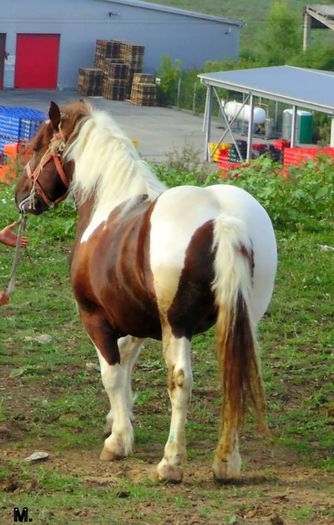 10441032_803793752998379_2545244965691124950_n - Caii Domnului Dorin