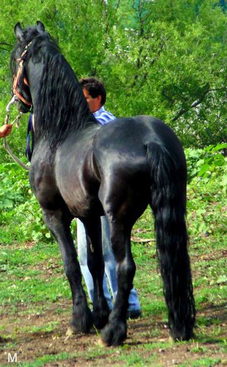 10443487_803790132998741_8203883357557478139_n - Caii Domnului Dorin