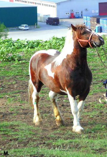 10492046_803793716331716_7434157055274711307_n