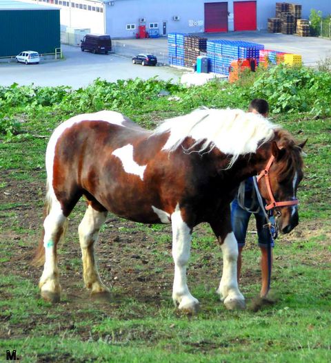 10492523_803793766331711_8858260230780273744_n