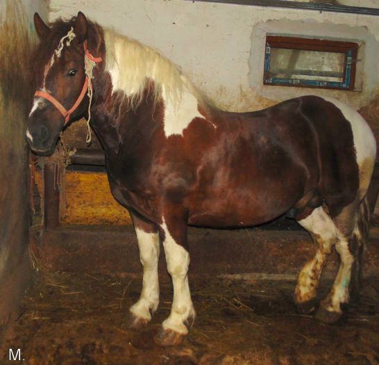 10502470_803788176332270_1010565689892389964_n