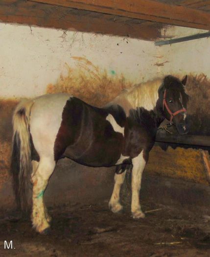 10534687_803788206332267_124955834135059233_n