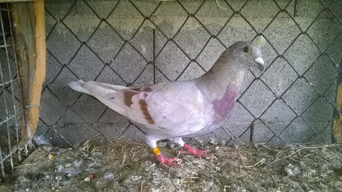mascul fabrii 2014