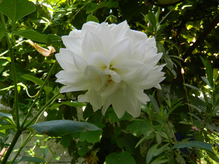 DSCN7982 - IULIE_2_2014