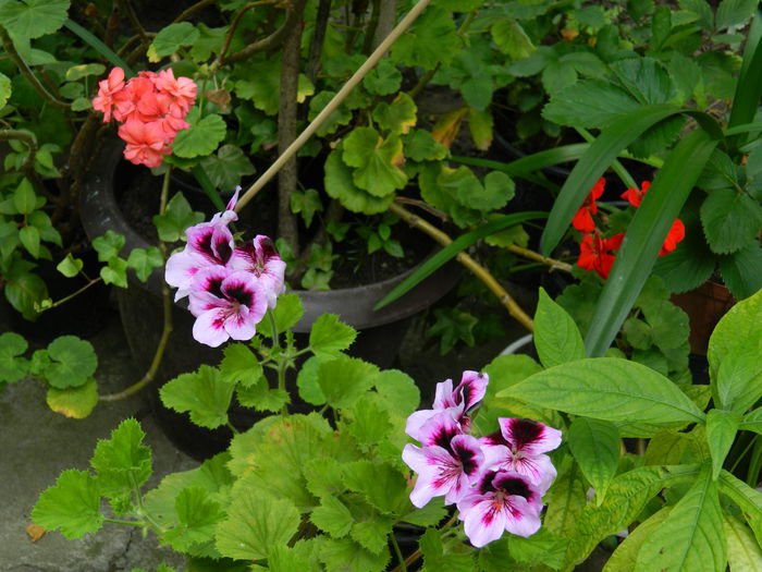 DSCN7994