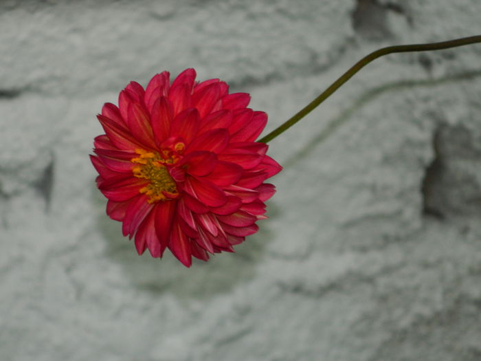 DSCN8001