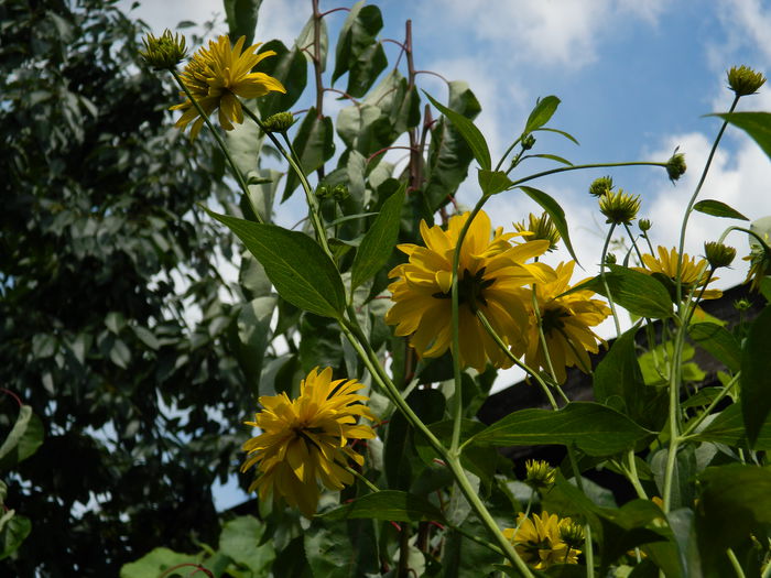 DSCN8013 rudbeckia echinacea