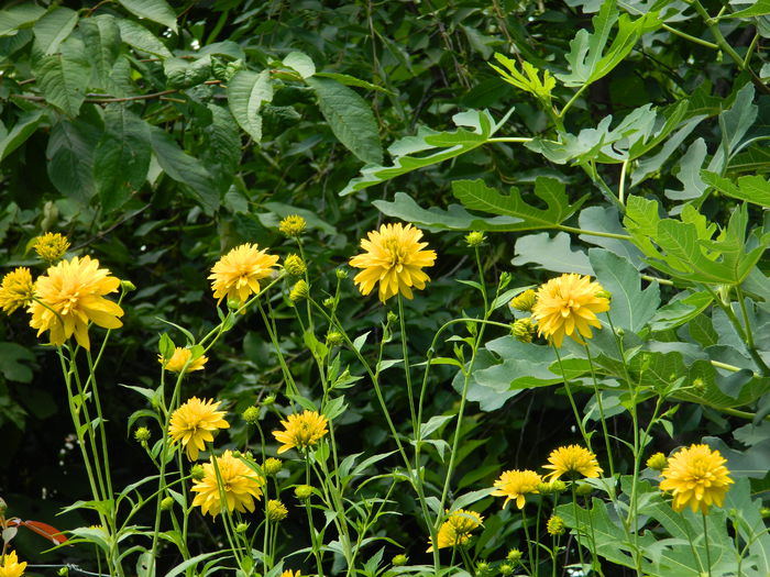 DSCN8015 rudbeckia echinacea - IULIE_2_2014