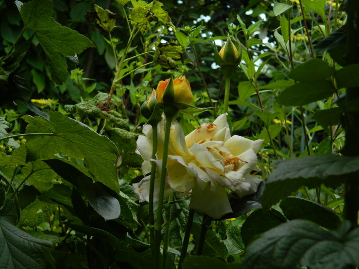 DSCN8027 - IULIE_2_2014
