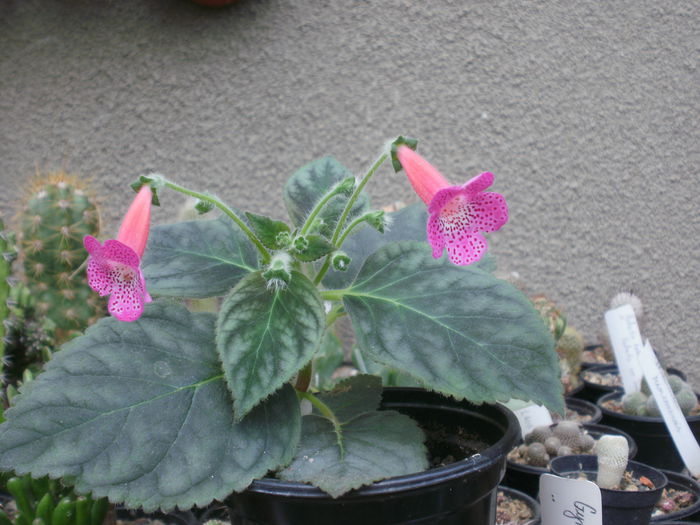 `Sunshine` - Achimenes and co