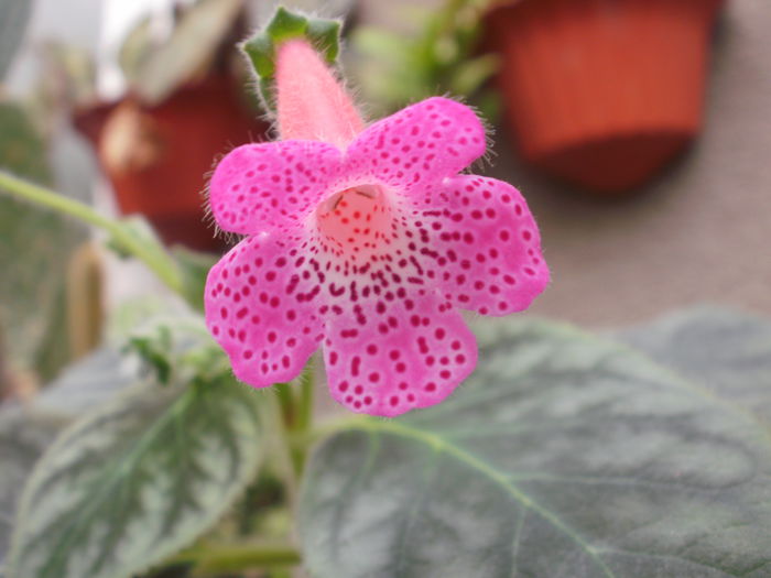 `Sunshine` - Achimenes and co