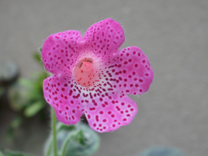 `Sunshine` - Achimenes and co
