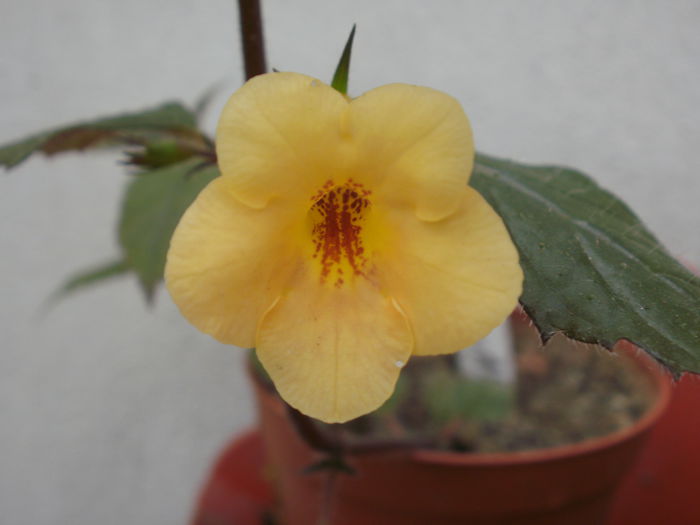 `Yellow Beauty` - Achimenes and co