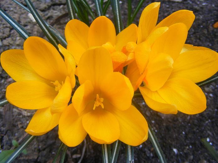 Crocusi - Flori galbene din gradina mea