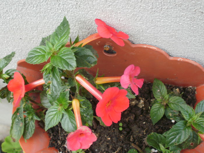 `Orange Delight` - Achimenes and co