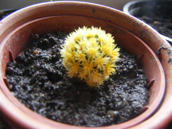 Cactus - Flori galbene din gradina mea
