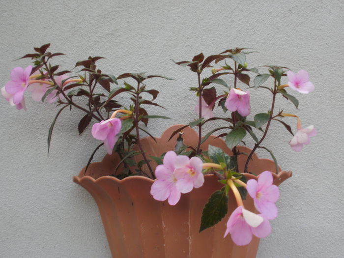 `Peach Blossom` - Achimenes and co