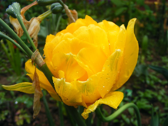 Lalea - Flori galbene din gradina mea