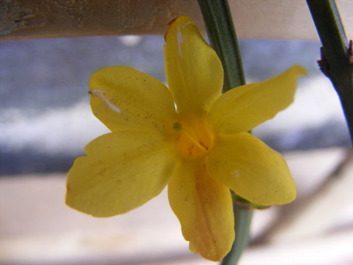 Iasomie - Flori galbene din gradina mea