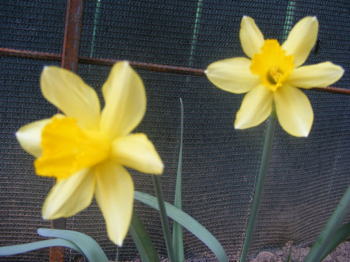 Narcise - Flori galbene din gradina mea