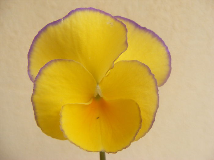 Panseluta - Flori galbene din gradina mea