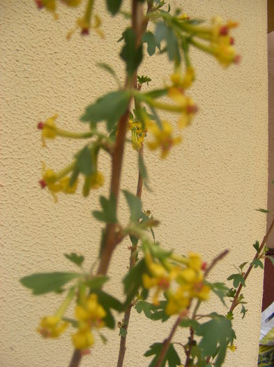 Flori de cuisor - Flori galbene din gradina mea