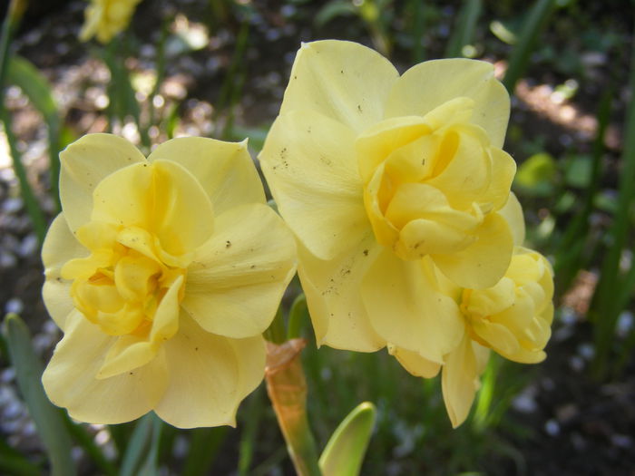 Narcise - Flori galbene din gradina mea