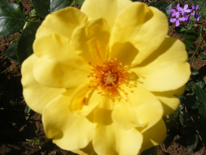 Trandafir - Flori galbene din gradina mea