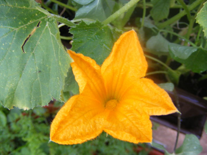 Floare de dovlecel - Flori galbene din gradina mea