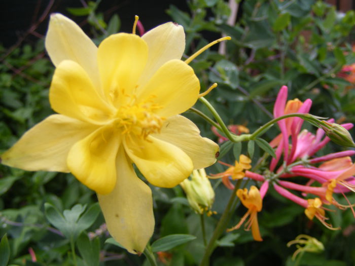 Caldaruse - Flori galbene din gradina mea