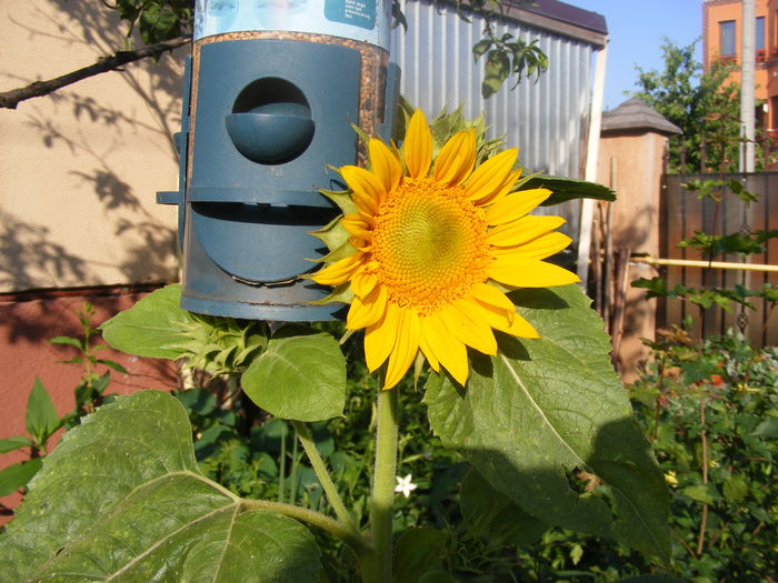 Floarea soarelui - Flori galbene din gradina mea