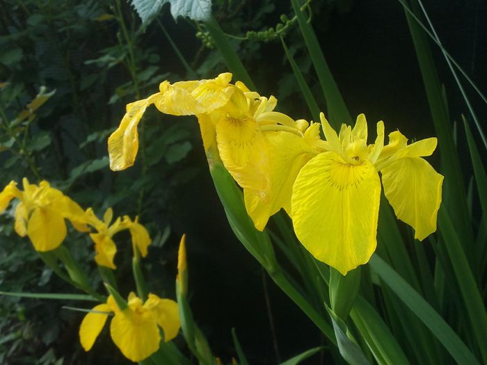 Irisi - Flori galbene din gradina mea