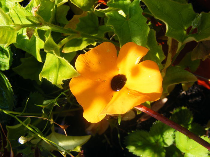 Thumbergia - Flori galbene din gradina mea