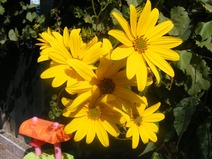Topinambur - Flori galbene din gradina mea