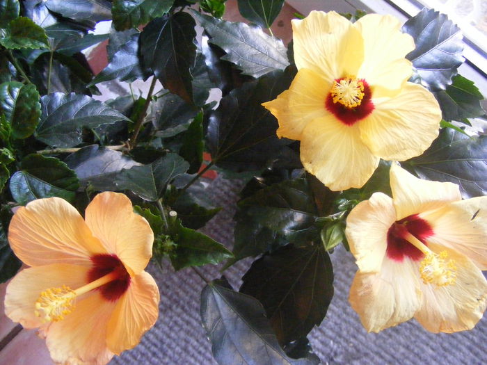 Hibiscus - Flori galbene din gradina mea